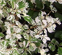 Duranta erecta Snow Flurry