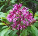 Fuchsia arborescens