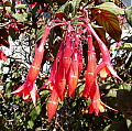 Fuchsia Gartenmeister Bohnstedt