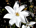 Gardenia thunbergia