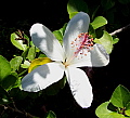 Hibiscus arnottianus