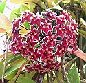 Hoya pubicalyx Red Buttons