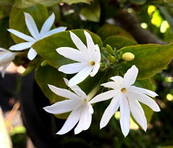 Jasminum multiflorum
