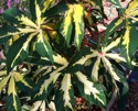 Manihot esculenta Variegata
