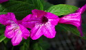 Ruellia macrantha