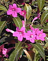 Ruellia makoyana