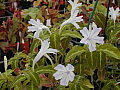 Ruellia devosiana