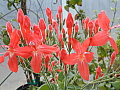 Ruellia elegans