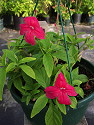 Ruellia elegans Rio Red