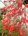 Russelia equisetiformis red