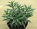Allamanda schottii Australian Silver