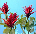 Aphelandra schiedeana