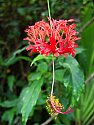 Hibiscus schizopetalus