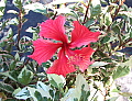 Hibiscus Cooperi