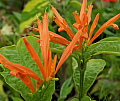 Justicia amplifolia