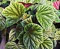 Begonia Emerald Glow