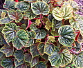 Begonia Little Antique White