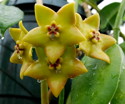 Hoya ariadna