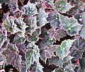 Begonia Brown Derby