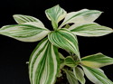Tradescantia zanonia