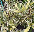 Justicia gendarussa Variegata