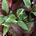 Pseuderanthemum carruthersii var atropurpureum Tricolor