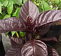 Pseuderanthemum carruthersii var atropurpureum Rubrum