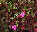 Pseuderanthemum Purple Dazzler Variegated