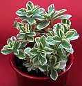 Plectranthus neochilus Dwarf Variegated