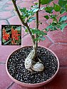 Erythrina humeana Raja