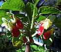 Impatiens niamniamensis African Princess