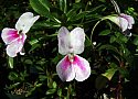 Impatiens sodenii Flash