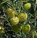 Asclepias physocarpa