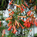 Russelia equisetiformis Salmon Pink