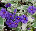 Lycianthes rantonnetii Lynns Variegated