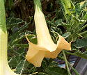 Brugmansia Maya
