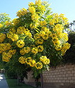 Cassia leptophylla