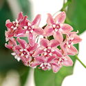 Hoya subcalva