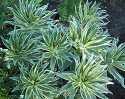 Echium candicans Star of Madiera