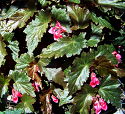 Begonia Black Gold