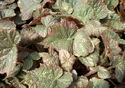 Begonia Bunny Hug