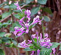 Hypoestes aristata