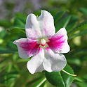 Impatiens sodenii La Vida Rosa