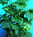 Polyscias scutellaria Crispata