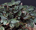 Pellionia pulchra