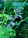 Isoglossa grandiflora