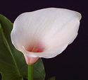 Zantedeschia aethiopica Pink Mist