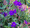 Tibouchina urvilleana Athens Blue