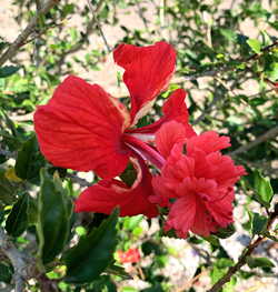 Hibiscus El Capitolio