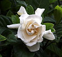 Gardenia jasminoides Glazerii